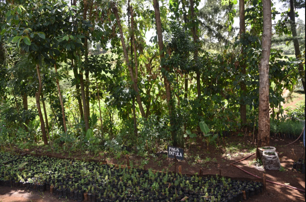 Tree nursery