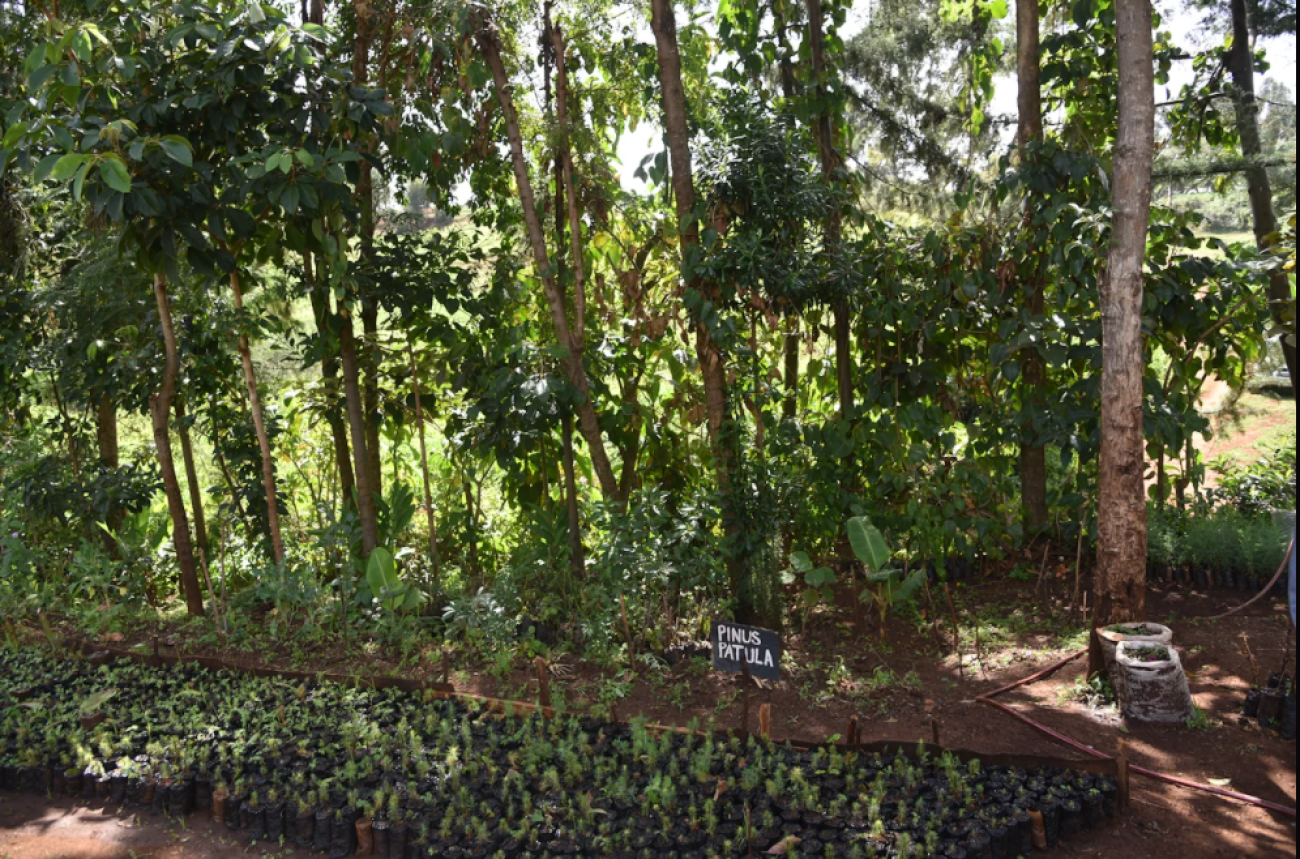 Tree nursery 