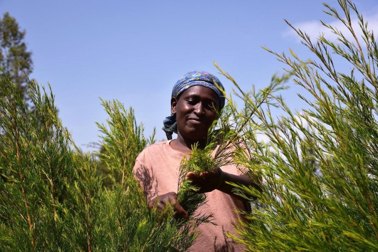 Growing Tea Tree for sustainability
