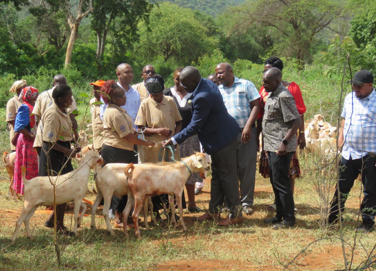 A T Of Resilience 2250 Galla Goats Handed To Taita Taveta Farmers United Nations In Kenya 