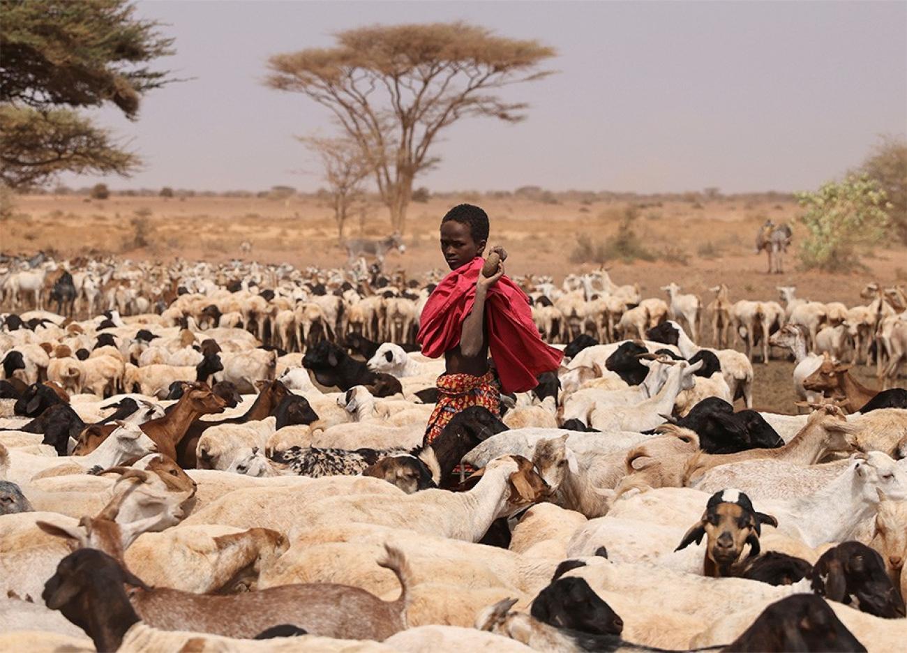 Child herding cattle