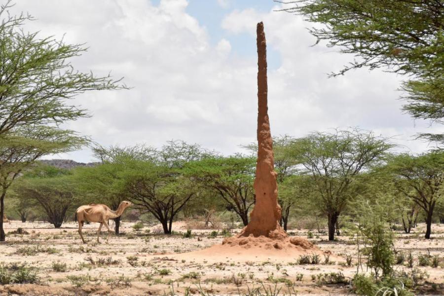 After recent rains, the Turkana landscape is starting to green, but animals remain weak