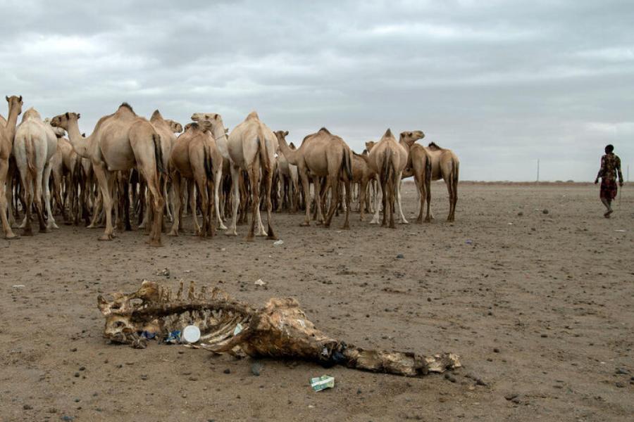 Kenya is suffering from the worst drought in 40 years, affecting millions of people. In the picture: a camel carcass in  Marsabit County.