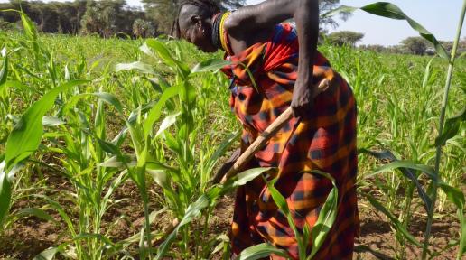 Farming in Turkana