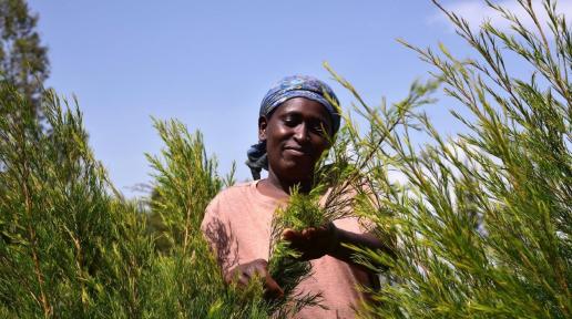 Growing Tea Tree for sustainability