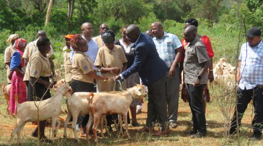 FAO hands over Galla Goats
